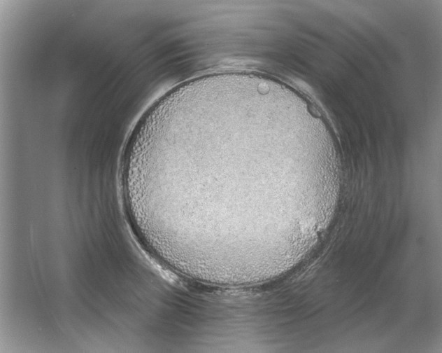 X0000063451235200602171849