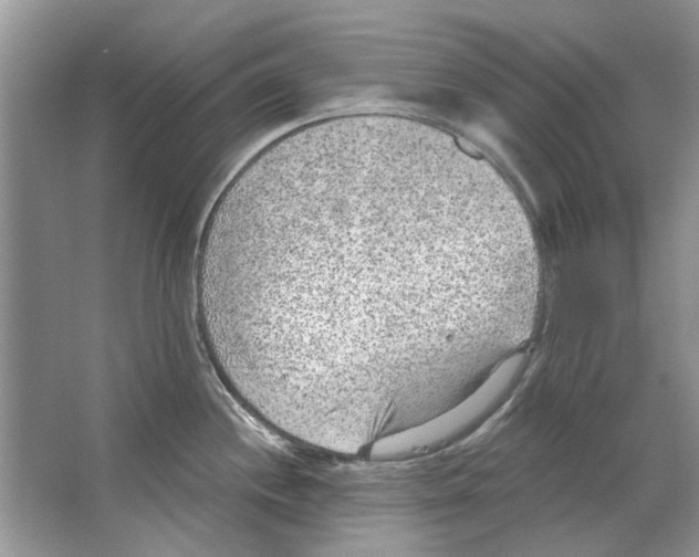 X0000063451244200602171849