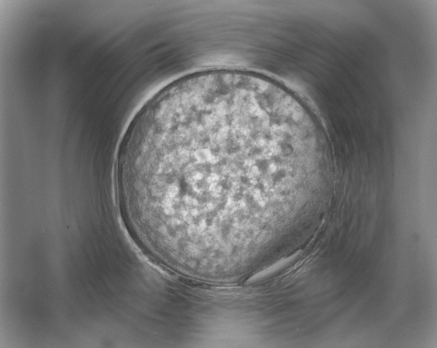 X0000063451295200602171847