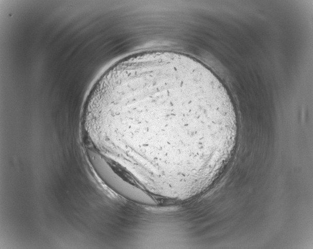 X0000063451296200602171847