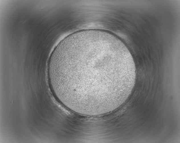 X0000063451374200602171846