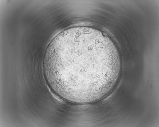 X0000063451425200602171845