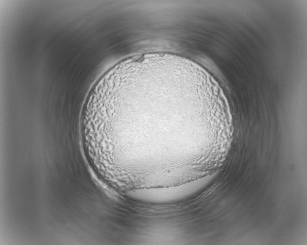 X0000063451439200602171846