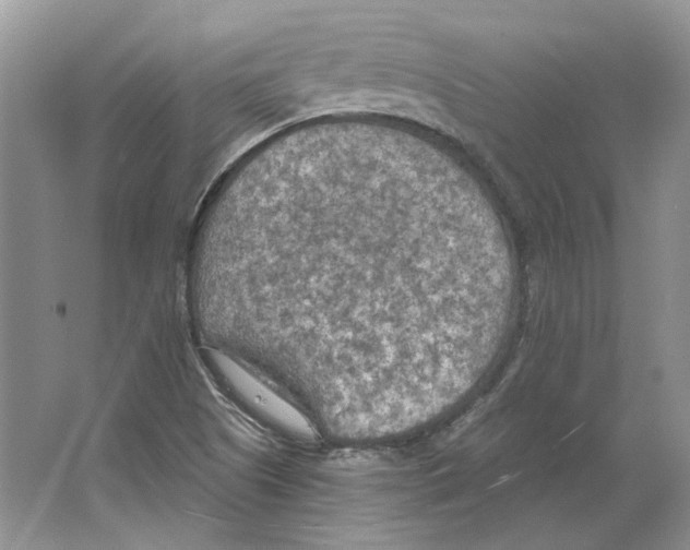 X0000063451505200602171843