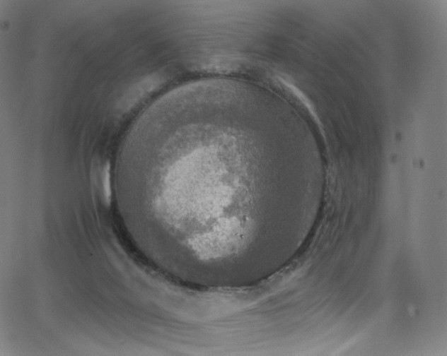 X0000063460020200601201257