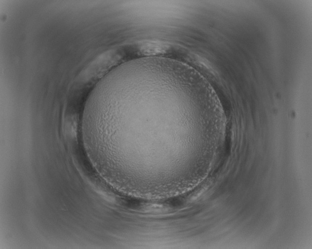 X0000063460315200601201252