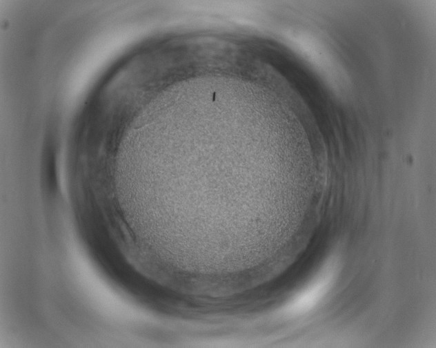 X0000063460431200601201250