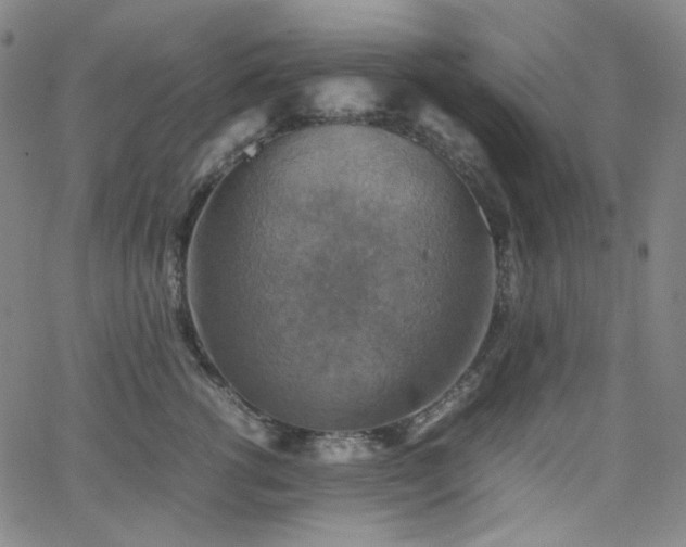 X0000063460762200601201245