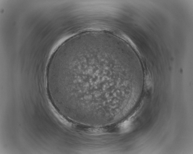 X0000063460795200601201244