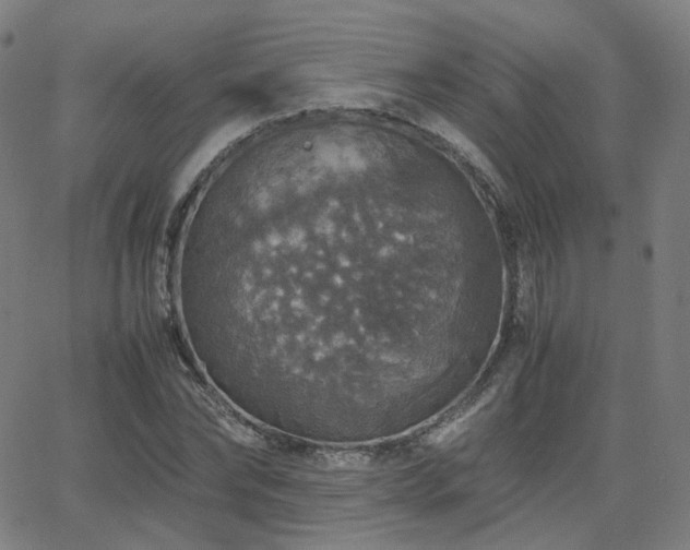 X0000063460878200601201243