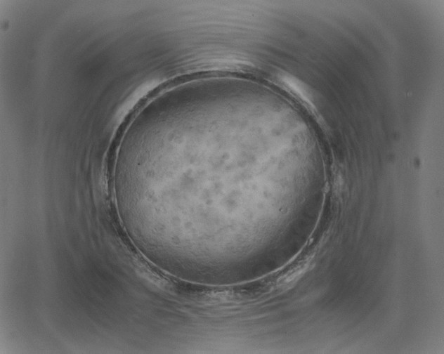 X0000063460883200601201243