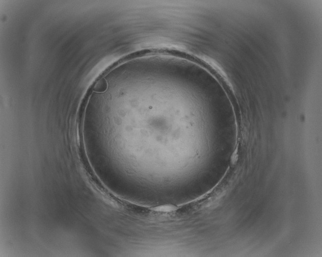 X0000063460887200601201243