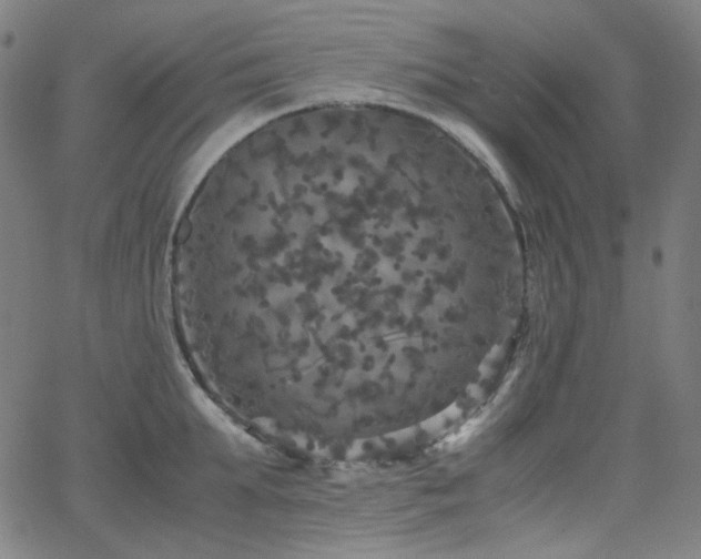 X0000063460903200601201243