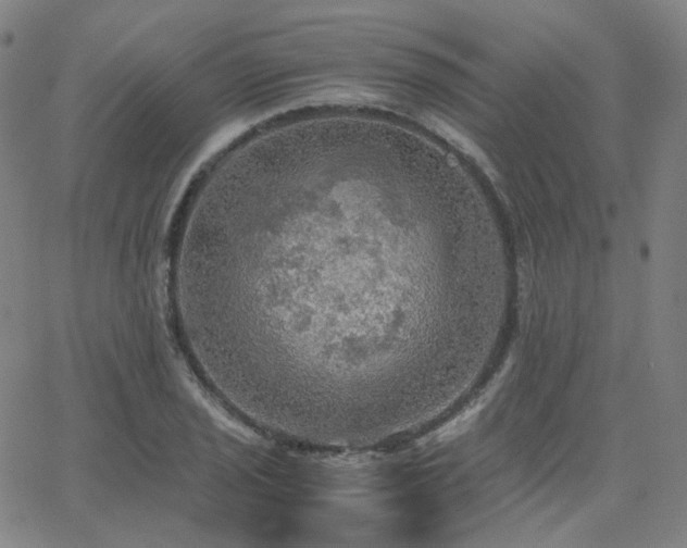 X0000063461029200601201240