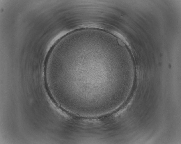 X0000063461133200601201239