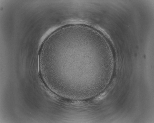 X0000063461175200601201238