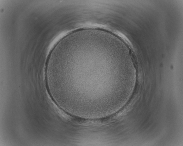 X0000063461183200601201238