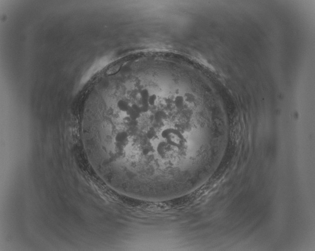 X0000063461255200601201237