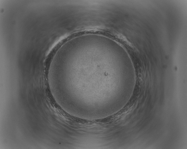 X0000063461256200601201237