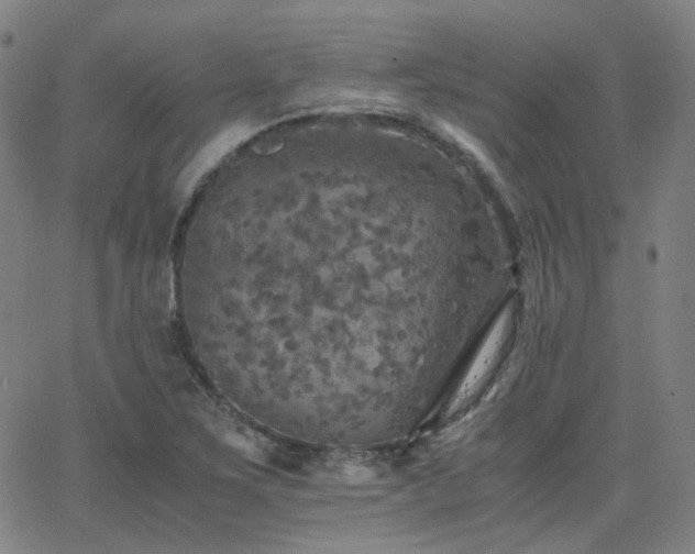 X0000063461267200601201237