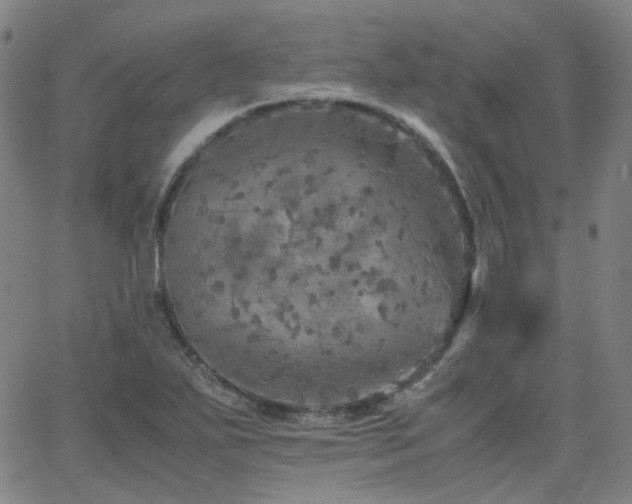 X0000063461271200601201237