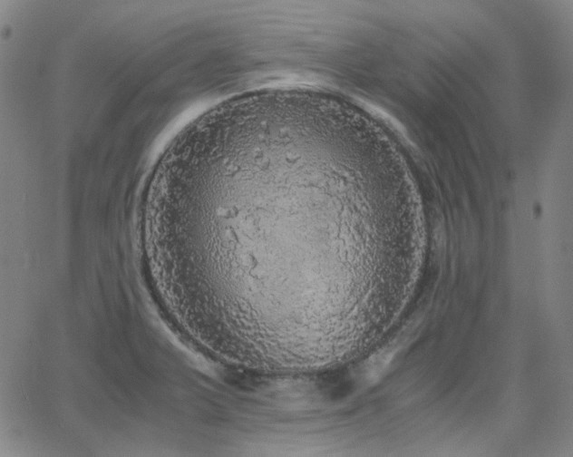 X0000063461375200601201235