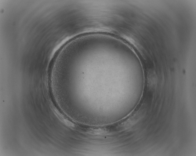 X0000063461460200601201233