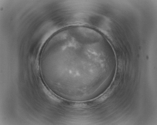 X0000063461466200601201233