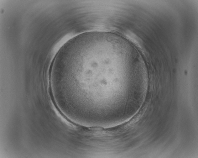 X0000063461479200601201233