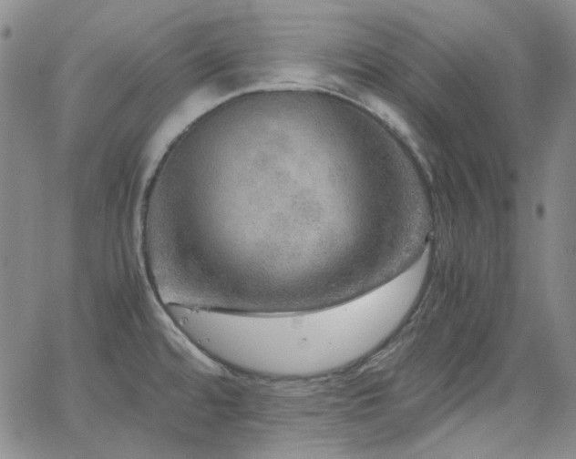 X0000063461480200601201233