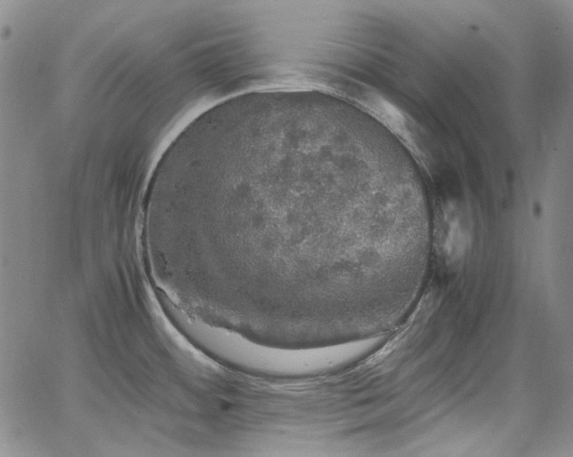 X0000063461484200601201233