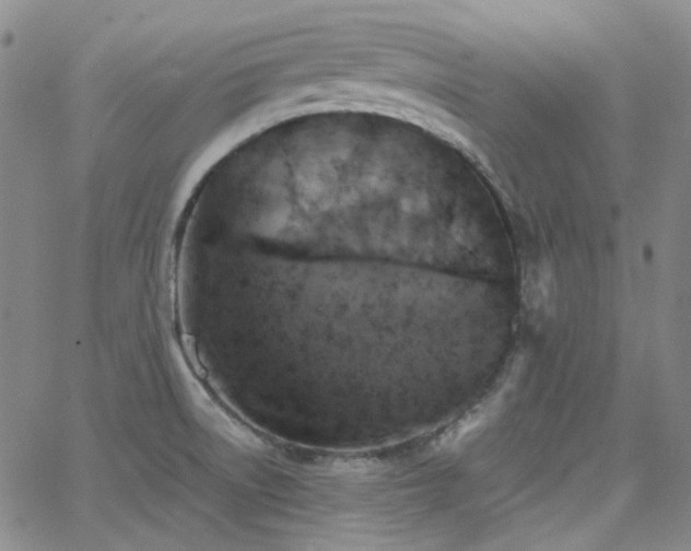 X0000063461522200601201233