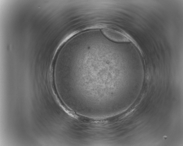 X0000063461053200601231413