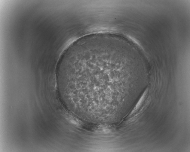 X0000063461267200601231409