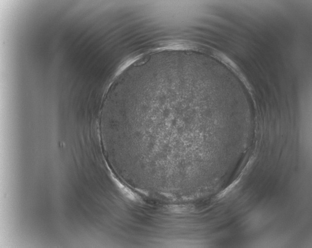 X0000063461433200601231406