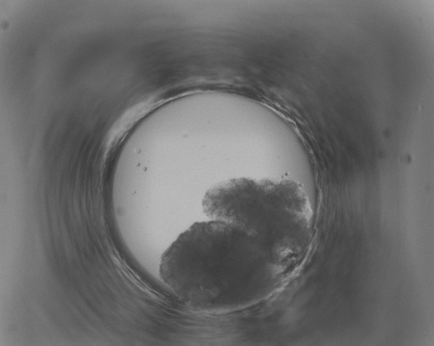 X0000063460149200601271613