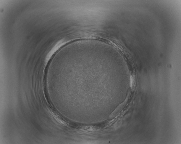 X0000063460195200601271613