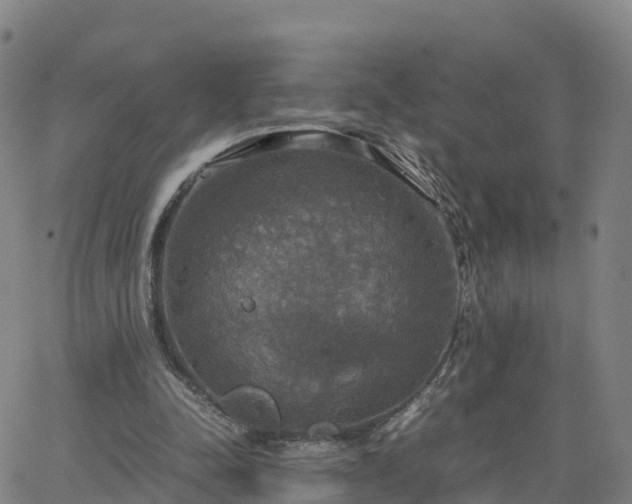 X0000063460342200601271610