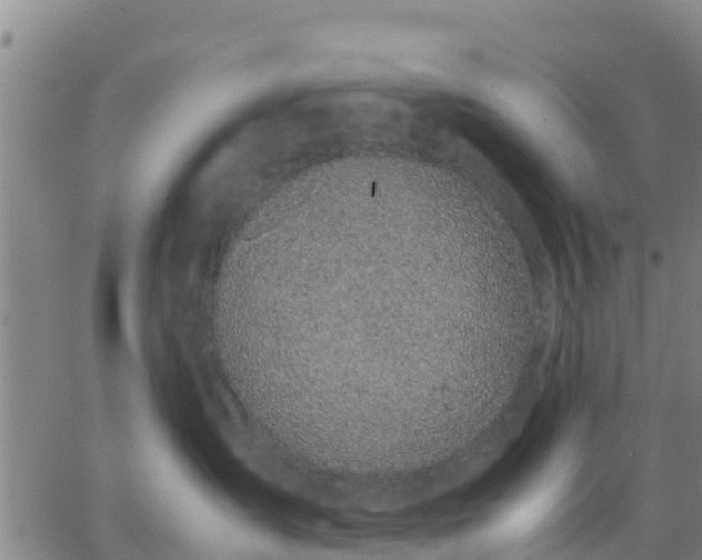 X0000063460431200601271609