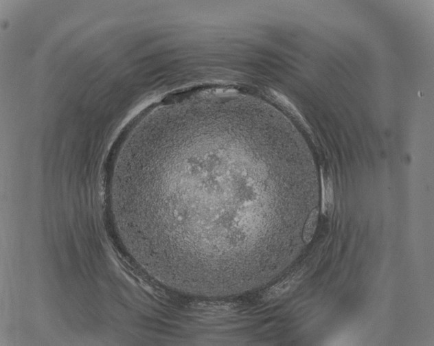 X0000063460435200601271608