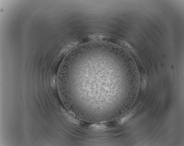 X0000063460477200601271609