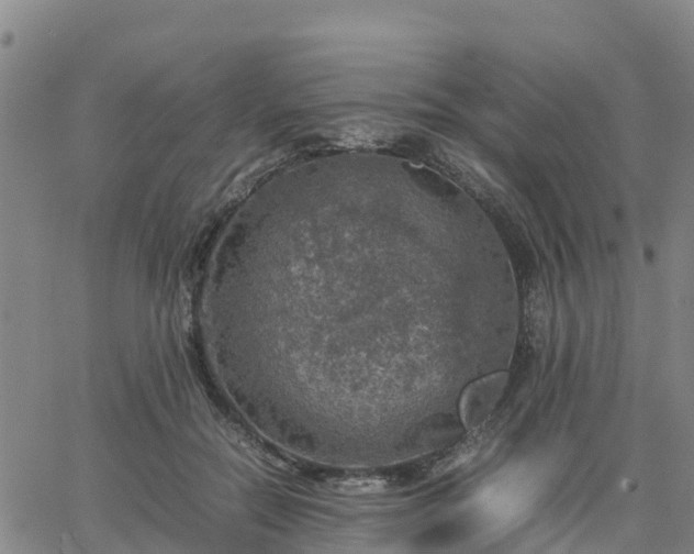 X0000063460554200601271607