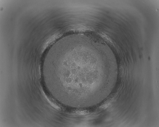 X0000063460638200601271605