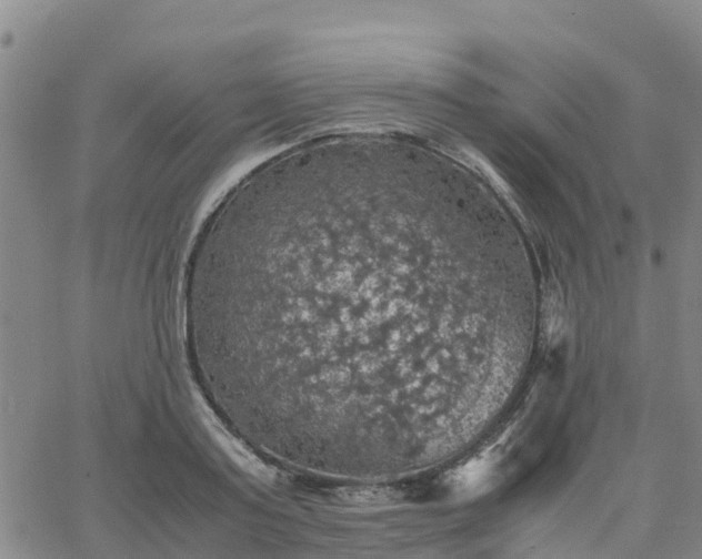 X0000063460795200601271603