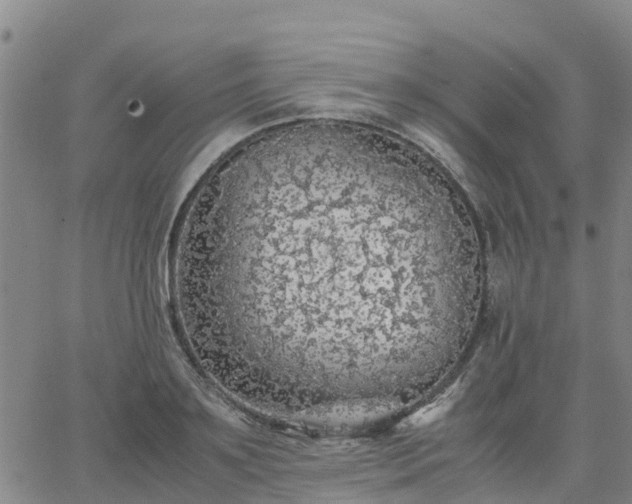 X0000063460891200601271601