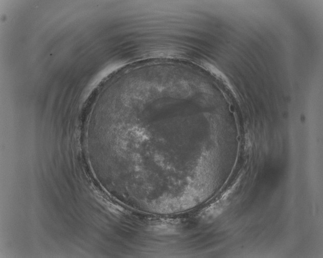 X0000063461019200601271559