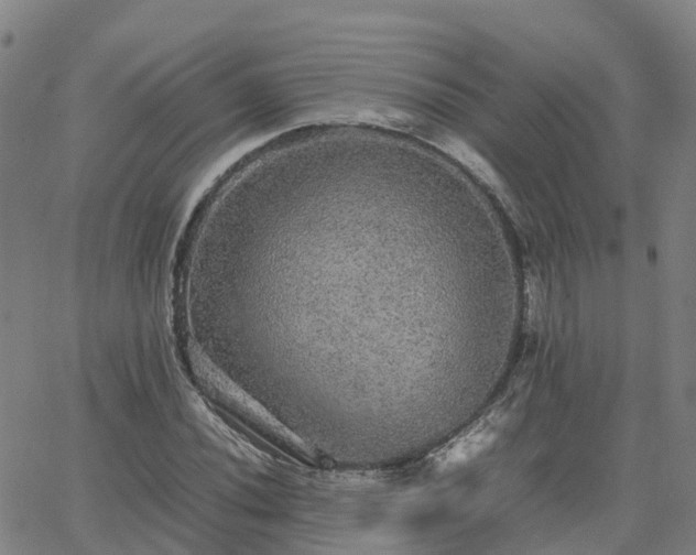 X0000063461020200601271559