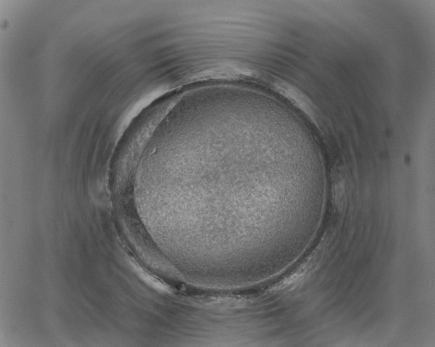 X0000063461026200601271559