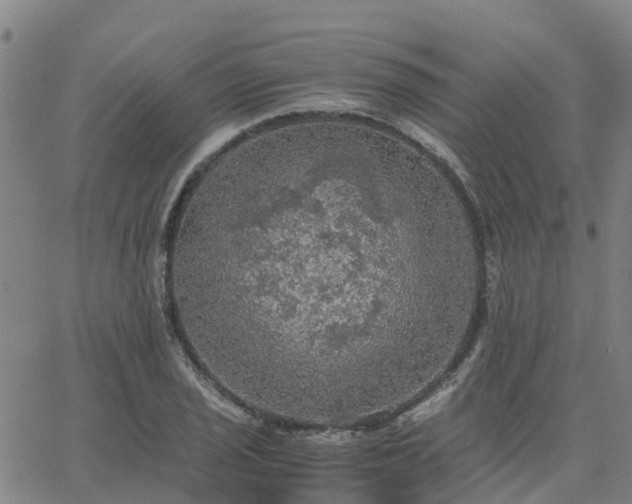 X0000063461029200601271559