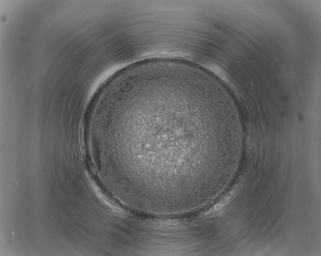 X0000063461030200601271559